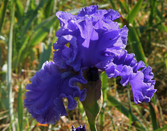 Iris Sea Power
