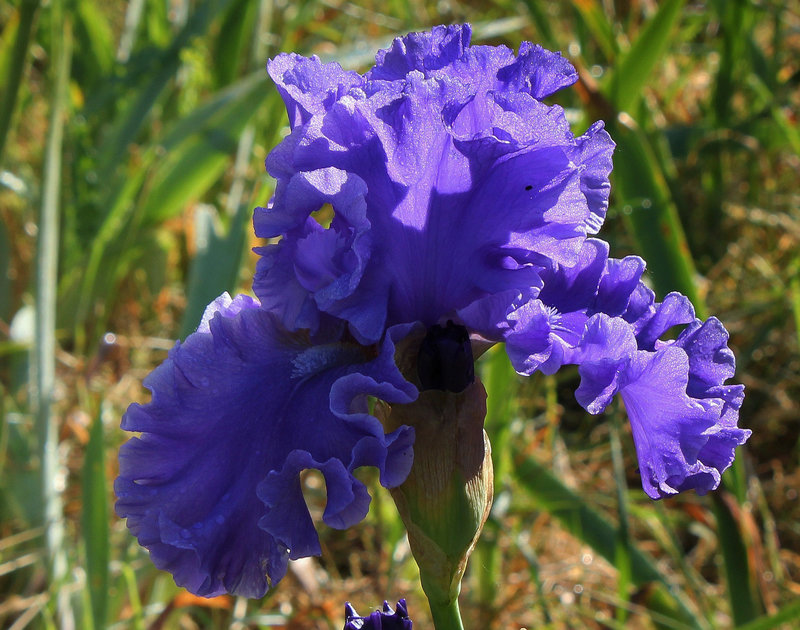 Iris Sea Power