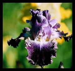 Iris Double Click- Luminata