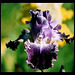 Iris Double Click- Luminata