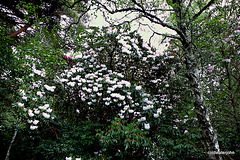 Blackhills Estate Visit May 23 2010