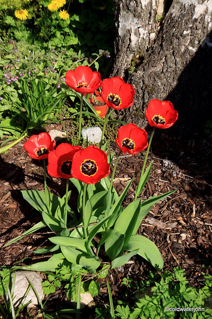 Sunny Spring Sunday Morning