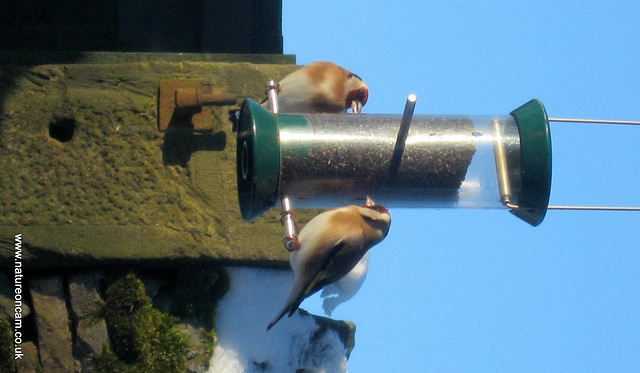 Goldfinch on feeder