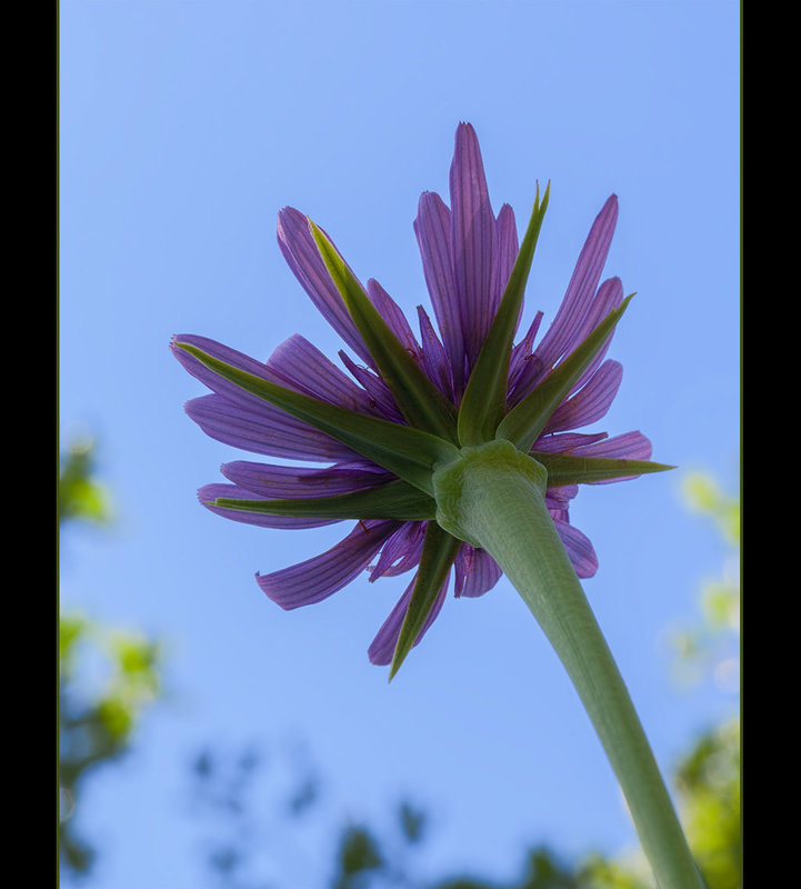 130/365: "Diligence is the mother of good luck." ~ Benjamin Franklin