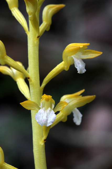 Unspotted Spotted Coralroot