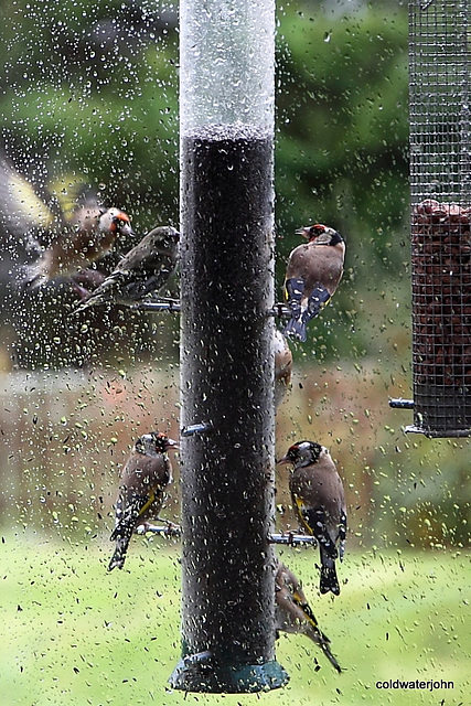Goldfinches feeding in the rain 5157665715 o