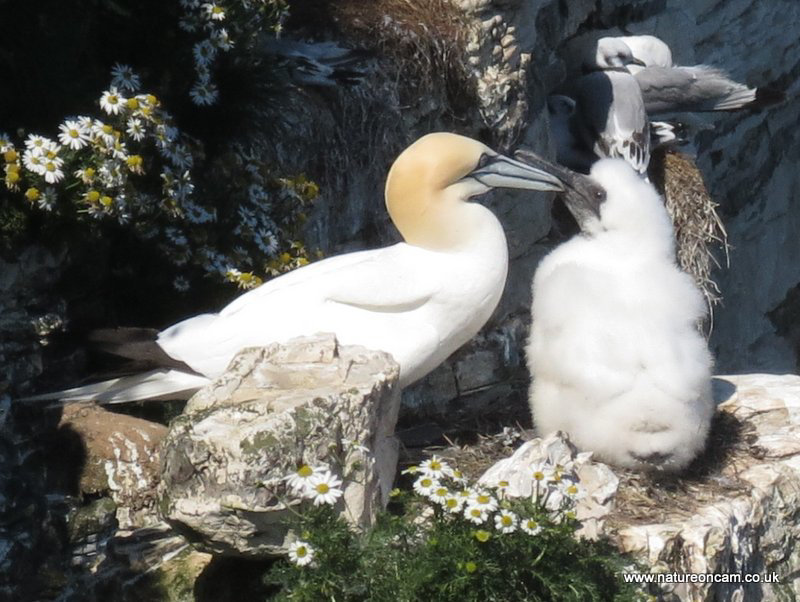 Gannet feeding chick