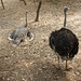 ostriches?!