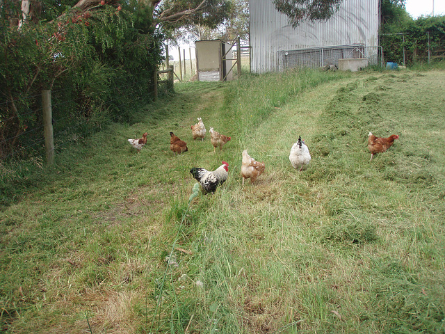 chooks on the loose