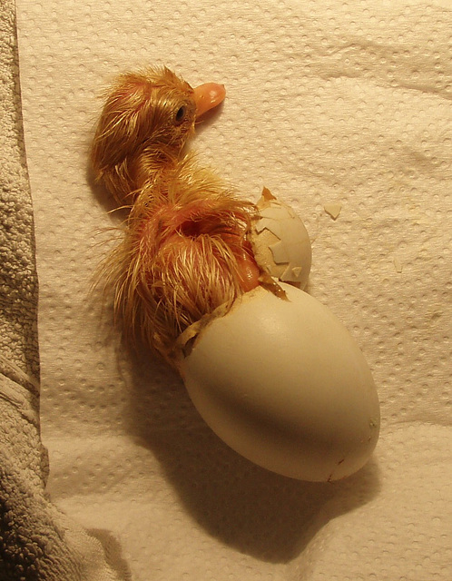 second duckling hatching