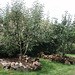 apple tree enclosures