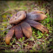 Behold the Amazing Earthstar Mushroom!