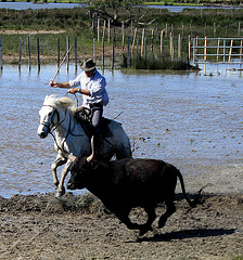 Rounding up the bull