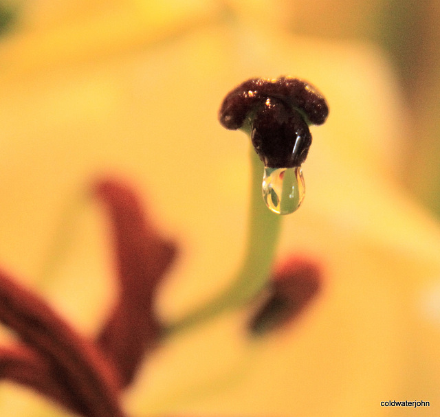 Lily Pistil