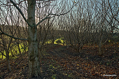 Sunlight through the hazel copse