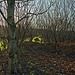 Sunlight through the hazel copse