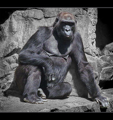 San Francisco Zoo: Gorilla Relaxing in the Afternoon Sunshine