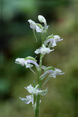 Blunt-leafed Rein Orchis