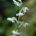 Blunt-leafed Rein Orchis