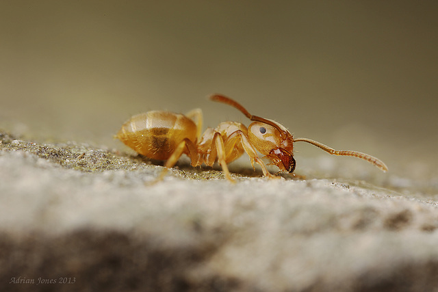 Yellow Meadow Ant