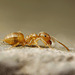 Yellow Meadow Ant