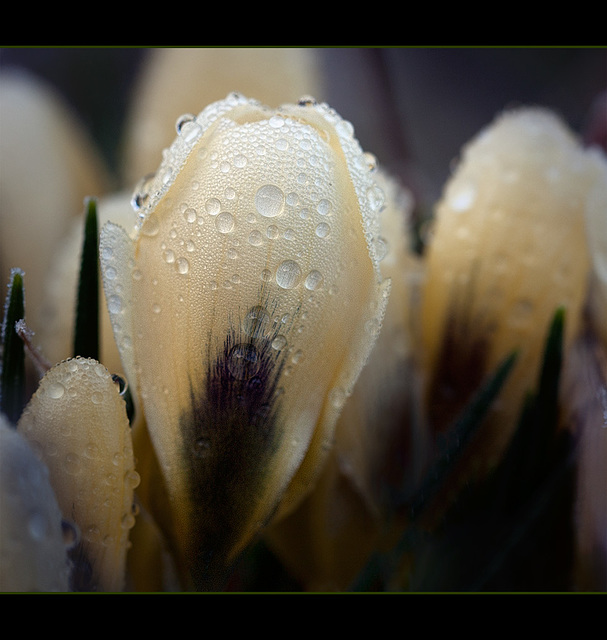 Crocus Covered with Droplets of Melted Frost