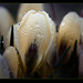 Crocus Covered with Droplets of Melted Frost