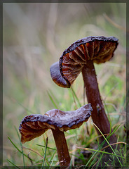 Pair of Mushrooms