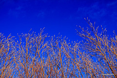 Willow catkins forming on a blue afternoon