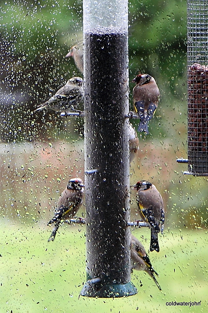 Goldfinches feeding in the rain 5157671321 o