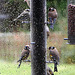 Goldfinches feeding in the rain 5157671321 o