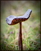 Mushroom Showing its Gill