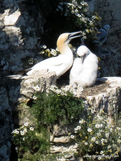 Gannet & chick 5