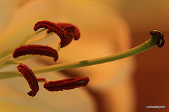 Lily stamens and Pistil