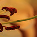 Lily stamens and Pistil