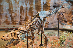 T-Rex – Carnegie Museum of Natural History, Pittsburgh, Pennsylvania