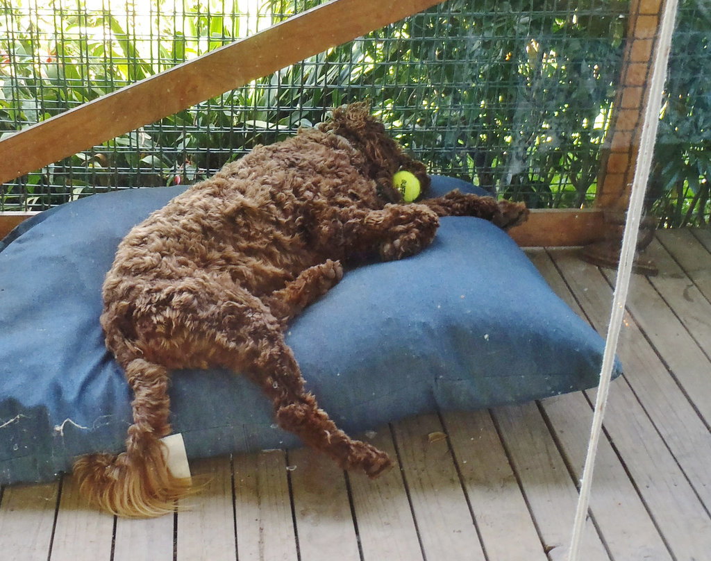 Coco sleeps with her toys in her mouth