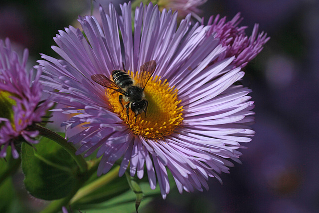 Fleabane and Bee