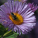 Fleabane and Bee