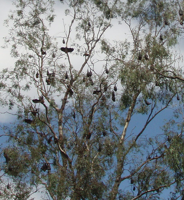 flying foxes