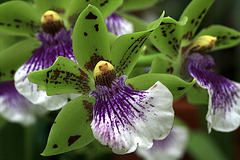 Zygoneria Adelaide Meadows 'Jennifer'