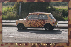 Austin Mini  - Cheetah? - Denton Corner