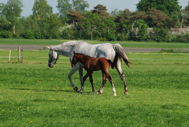 Horses