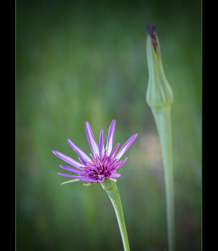 Purple Goatsbeard Blossom & Bud (1 more pic below)