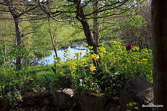 Sunny Spring Afternoon in the Pond  Garden