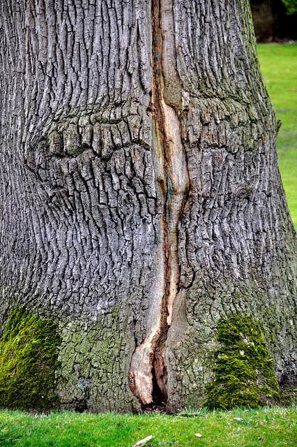 Tree with lightning damage