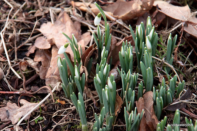 First snowdrops 19 January