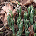First snowdrops 19 January