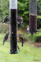 Goldfinches feeding in the rain 5157679283 o