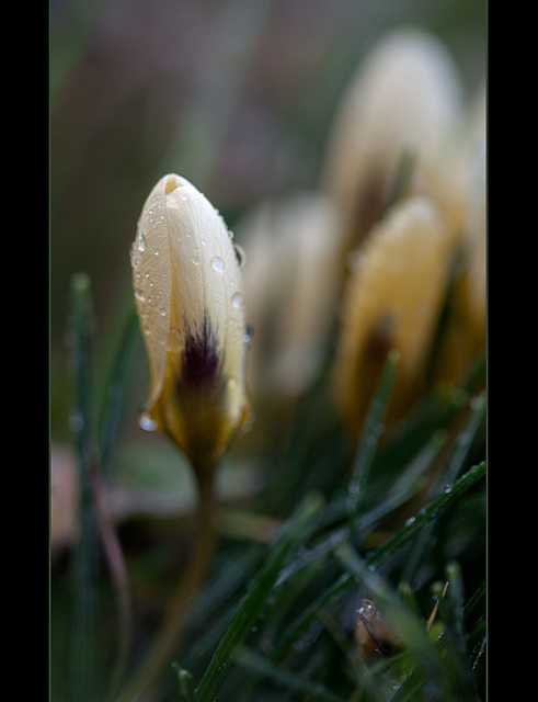 Crocus Bud with Droplets of Melted Frost